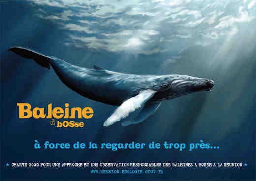 charte, baleines, reunion